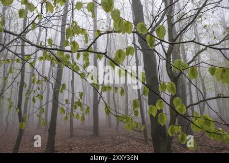 Forêt de hêtres dans le brouillard, Monts Ore, République tchèque, mai 2017, Europe Banque D'Images