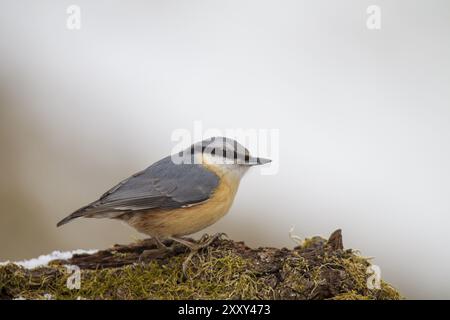 Kleiber, Sitta europaea, écouvillon eurasien Banque D'Images