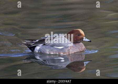 Wigeon eurasien, mâle, Anas penelope, wigeon eurasien, mâle Banque D'Images