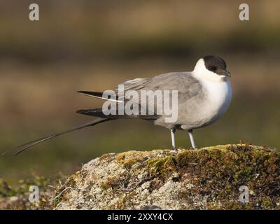 Skua à longue queue (Stercorarius longicaudus), reposant sur un monticule mousseux, dans la toundra, mai, Parc national de Varanger, fjord de Varanger, Norvège, Europe Banque D'Images