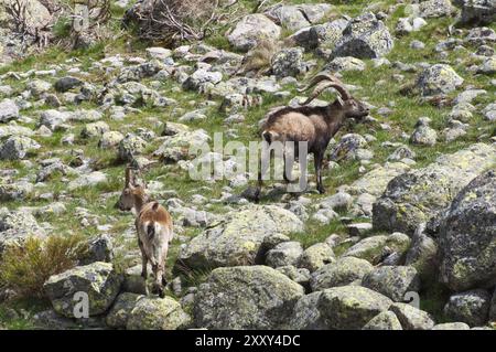 Deux chèvres sauvages dans un paysage rocheux dans les montagnes avec une végétation verte, Gredos ibex (Capra pyrenaica victoriae), ibex espagnol (Capra pyrenaica), I. Banque D'Images