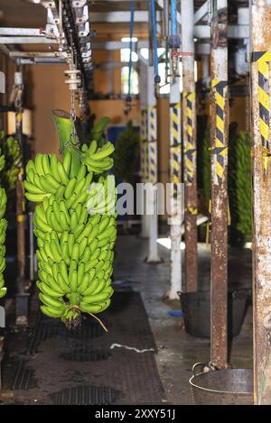 Bouquets de bananes suspendus dans l'usine d'emballage de bananes. Industrie alimentaire Banque D'Images