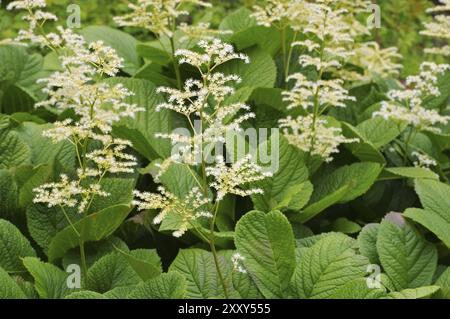 Plante à feuilles de châtaignier, Rodgersia aesculifolia, une plante à feuilles de châtaignier Banque D'Images