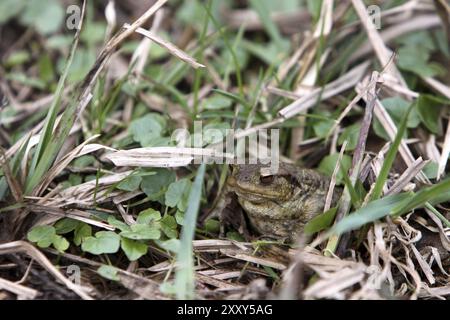 La migration du crapaud Banque D'Images