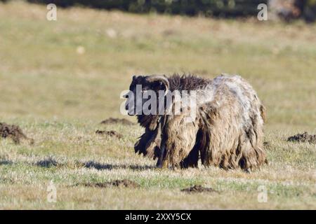 Heath gris allemand dans un pré. Heidschnucken corné dans un pré. Béliers Banque D'Images