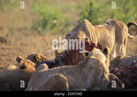 Fierté des lions se nourrissant d'un buffle Banque D'Images