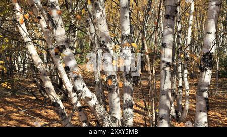 Panorama de la forêt de bouleaux au Canada Banque D'Images