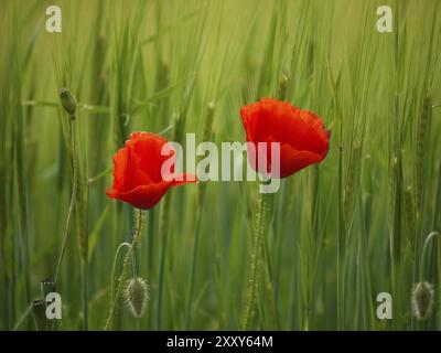 Coquelicots Banque D'Images