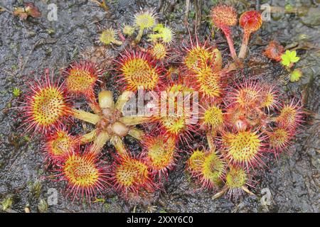 Rosée commune (Drosera rotundifolia), plante complète avec inflorescence d'en haut, sur tourbe, complètement étalée et prête à attraper un insecte, Aschendorf Banque D'Images