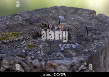 Le chipmunk oriental. Est une espèce de tchoumunk trouvée dans l'est de l'Amérique du Nord Banque D'Images