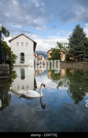 Un cygne blanc patente dans un canal à Annecy, en France, un village des Alpes, en Europe Banque D'Images