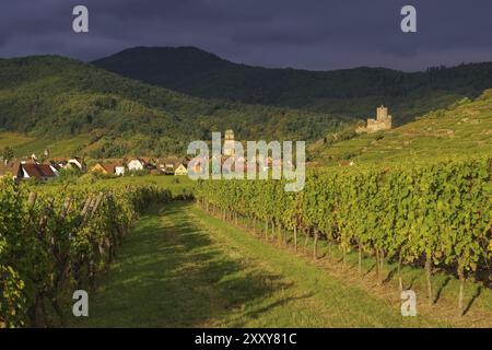 Vignoble et paysage urbain Kaysersberg en Alsace, France, vignoble et paysage urbain Kaysersberg, Alsace en France, Europe Banque D'Images