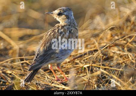 Skylark eurasien dans la matinée. Jeune skylark le matin Banque D'Images