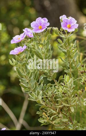 Estepa Blanca (Cistus albidus) Puig de Randa.Llucmajo-Algaidar.Mallorca.Baleares.Espana Banque D'Images