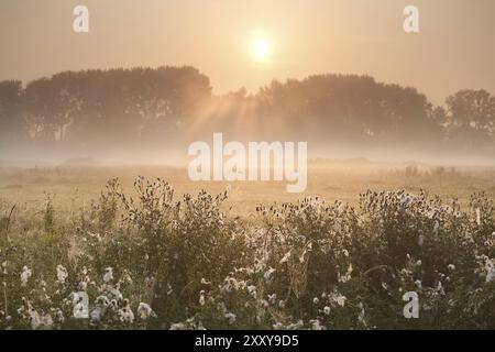 Rayons de soleil sur la prairie brumeuse en été Banque D'Images