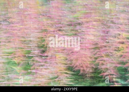 Blooming sally (Epilobium angustifolium, anglais : Fireweed), abstrait, effet Wiper, Gaellivare, Norrbotten, Laponie, Suède, septembre 2014, Europe Banque D'Images