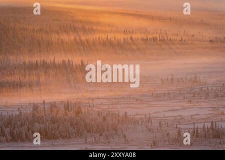 Foggy Mood, réserve naturelle de Stubba, site du patrimoine mondial de Laponie, Norrbotten, Laponie, Suède, novembre 2014, Europe Banque D'Images