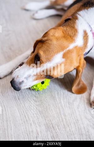Jouet mord Beagle sur plancher en bois à la maison. Comportement des animaux de compagnie et concept d'activité intérieure. Banque D'Images