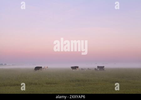 Peu de vaches sur pâturage brumeux en été, pays-Bas Banque D'Images