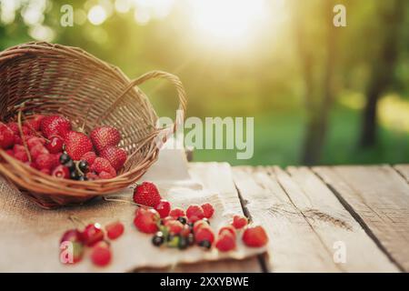 Panier en osier renversé avec différentes baies sur un morceau de tissu sur fond de terrasse en bois au soleil flou du matin. Fraise, framboise, dev Banque D'Images