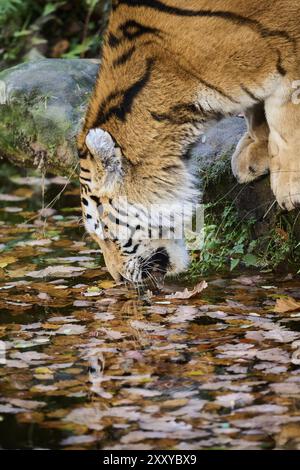 Tigre de Sibérie (Panthera tigris altaica) eau potable d'un petit lac, Allemagne, Europe Banque D'Images