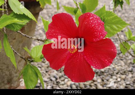 Hibiscus, Hibiscus Banque D'Images