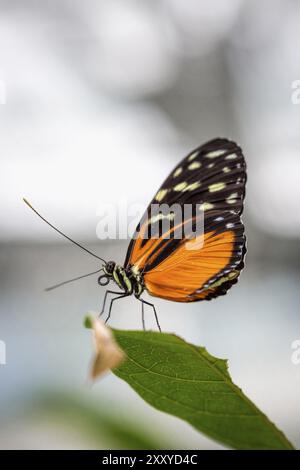 Papillon de fleur de tigre (Heliconius hecale zuleika) Banque D'Images