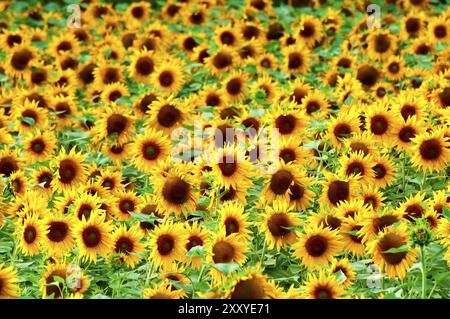 Tournesols sur un champ dans l'Uckermark, tournesols sur un champ dans l'Uckermark, Allemagne, Europe Banque D'Images