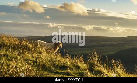 Un mouton dans le soleil du soir près de Treorchy, surplombant la vallée de Ogmore, Mid Glamorgan, Pays de Galles, Royaume-Uni Banque D'Images