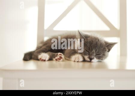 Mignon petit chaton British shorthair dormir sur le fauteuil, à l'intérieur Banque D'Images