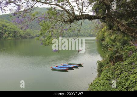 Scène printanière à Pokhara. Bateaux à rames sur la rive du lac Fewa, Népal, Asie Banque D'Images