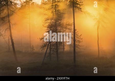 Brouillard nocturne dans la réserve naturelle de Stubba, site du patrimoine mondial de Laponie, Norrbotten, Laponie, Suède, juin 2013, Europe Banque D'Images