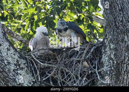 Femelle Harpy Eagle, Harpia harpyja, nourrissant son poussin de 4 mois avec un singe capucin, Alta Floresta, Amazonie, Brésil, Amérique du Sud Banque D'Images