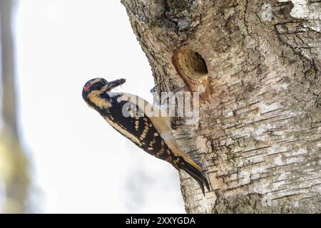 Le pic poilu (Leuconotopicus villosus). Scène naturelle du parc national du Wisconsin pendant la nidification Banque D'Images