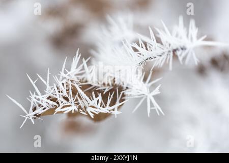 Cristaux de glace après une nuit avec gel lourd de houle Banque D'Images