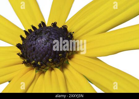 Cailloir jaune (Rudbeckia), facultatif Banque D'Images