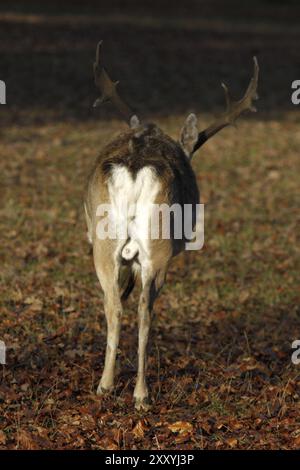 Cerf de jachère mésopotamien Banque D'Images