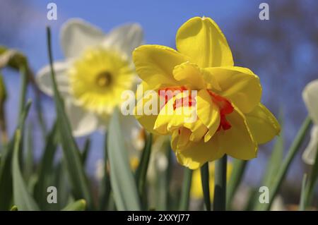 Narzisse der sorte Tahiti, la fleur de jonquille est appelée Tahiti Banque D'Images