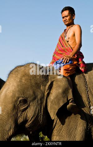 L'éléphant coloré Round-Up à Surin, Thaïlande. Banque D'Images