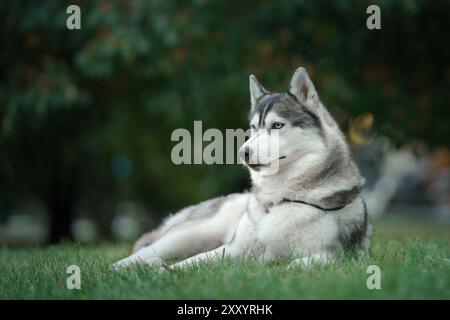 Un Husky sibérien repose calmement sur l'herbe, entouré de verdure. La posture détendue du chien complète le cadre extérieur paisible. Banque D'Images