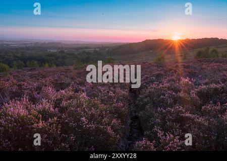 Lever du soleil sur la Heather d'août à Ashdown Forest sur la haute weald dans l'est Sussex sud-est de l'Angleterre Royaume-Uni Banque D'Images