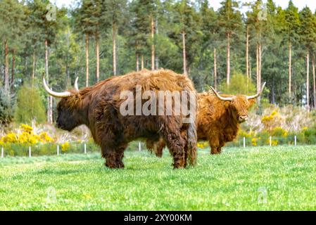 Deux grands yaks avec de longues cornes restent inactifs dans la prairie. Banque D'Images