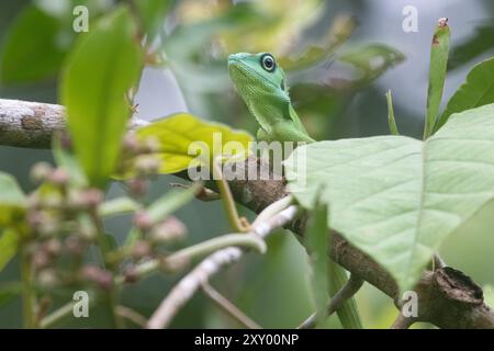 Lézard à crête verte, Bronchocela cristatella, du parc national de Bako, Sarawak, Malaisie, Bornéo en Asie du Sud-est. Banque D'Images