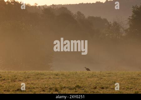 Sommermorgen im Siegerland. IM Morgenlicht ist ein Graureiher auf einer Wiese BEI Siegen-Oberschelden. Dunst liegt ueber über der Landschaft. Sommer im Siegerland AM 27.08.2024 à Siegen/Deutschland. *** Matin d'été à Siegerland dans la lumière du matin un héron gris est sur une prairie près de Siegen Oberschelden Haze se trouve sur le paysage été à Siegerland le 27 08 2024 à Siegen Allemagne Banque D'Images