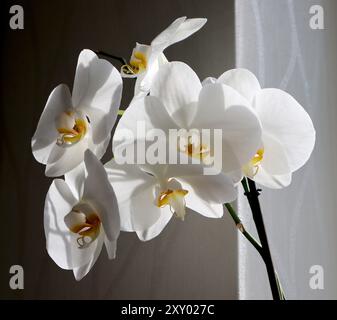 Photo de fleurs d'orchidée blanche. Milieu jaune. Fond de différentes nuances de gris. Intérieur dans la chambre. Lumière du soleil sur les fleurs. Les fleurs sont tournées dans différentes directions. Banque D'Images