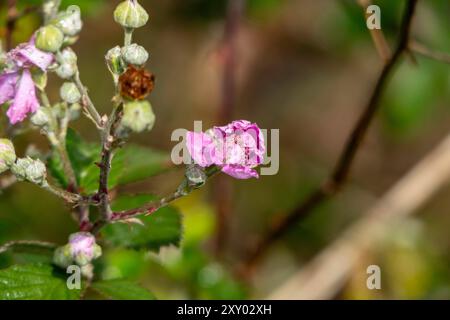 Fleur de mûre sauvage avec photo de la nature en gros plan de rosée Banque D'Images
