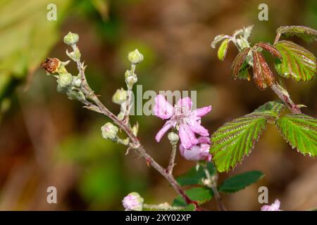 Fleur de mûre sauvage avec photo de la nature en gros plan de rosée Banque D'Images