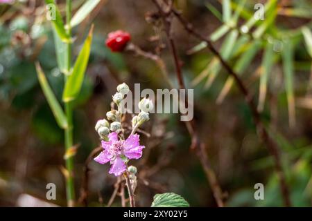 Fleur de mûre sauvage avec photo de la nature en gros plan de rosée Banque D'Images