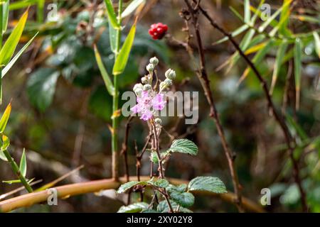 Fleur de mûre sauvage avec photo de la nature en gros plan de rosée Banque D'Images