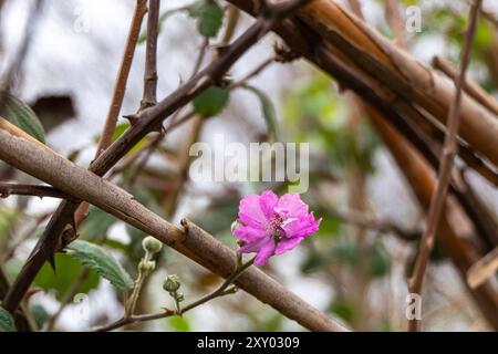 Fleur de mûre sauvage avec photo de la nature en gros plan de rosée Banque D'Images